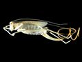 Spinochordodes in Meconema