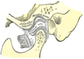 Structure of the temporomandibular joint