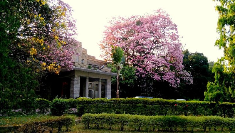 File:Nimhans garden 4.jpg