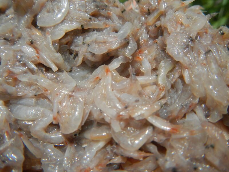 File:3351Alamang Acetes sibogae textures 24.jpg