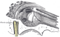 Eustachian tube and surrounding structures