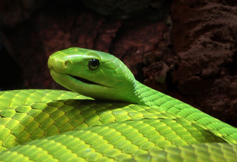 File:Mamba Dendroaspis angusticeps.jpg