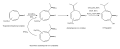 Biosynthesis of beta-thujaplicin from troponeirontricarbonyl complex