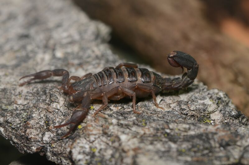 File:Pregnant scorpion.jpg