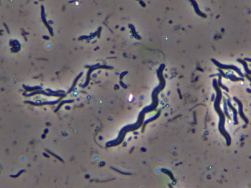 File:Spirillen.jpg
