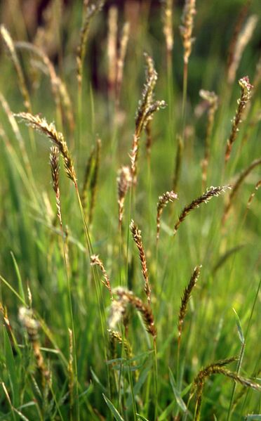 File:AnthoxanthumOdoratum.jpg