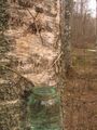 Thumbnail for version as of 13:38, 8 June 2026