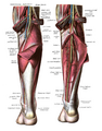 Detailed anatomy of the calf muscles