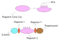 Thumbnail for version as of 12:52, 29 May 2026