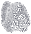 Submandibular gland