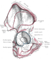 Gluteus maximus