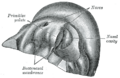 Thumbnail for version as of 17:28, 18 May 2026