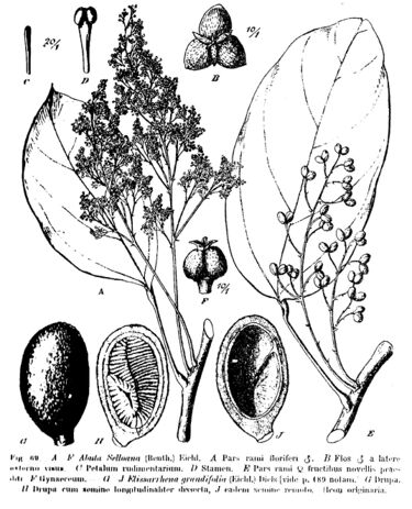File:Abuta selloana.jpg