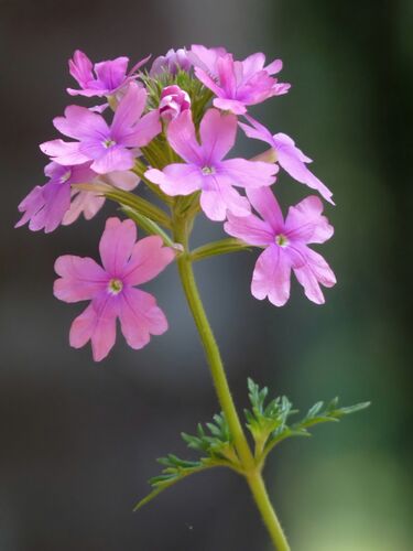 File:Glandularia pulchella in Kadavoor.jpg