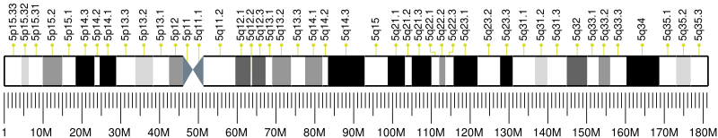 File:Human chromosome 5 ideogram.svg