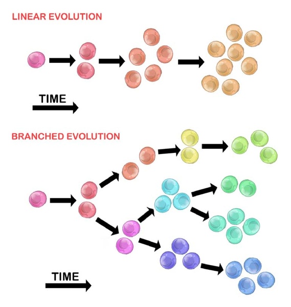 File:Tumour heterogeneity linear vs branched.pdf