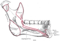 Submandibular gland