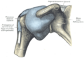 Gray's Anatomy illustration 327