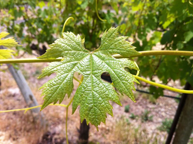 File:Nebbiolo leaf at Red Willow.jpg