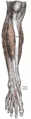 Gray's Anatomy illustration of the inferior extensor retinaculum of the foot