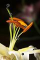 Lilium Stamens