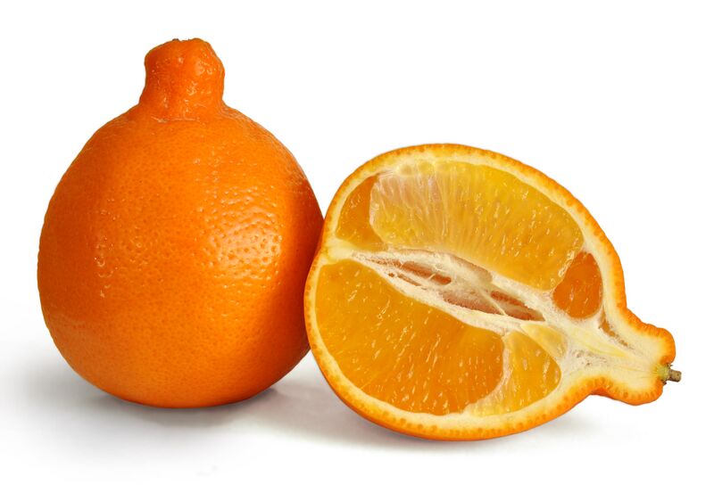 File:Minneola fruit 3.jpg