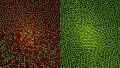 Cone mosaics in the human retina