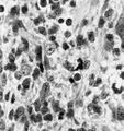Thumbnail for version as of 22:27, 8 June 2026