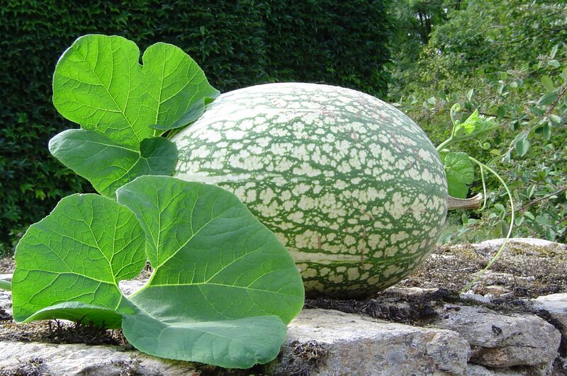 File:Cucurbita ficifolia Courge de Siam.jpg