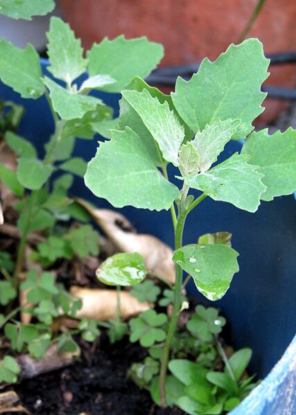 File:6H-Lambs-quarter.jpg