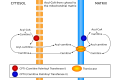 Acyl-CoA transport to mitochondrial matrix