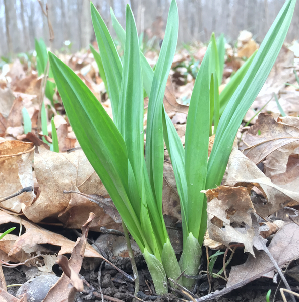 File:Allium burdickii.png
