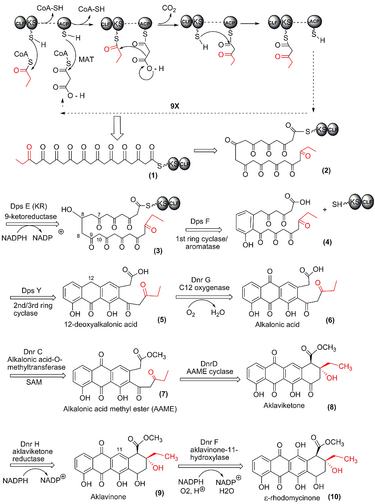 File:Anthracycline aglycone biosyn1.png