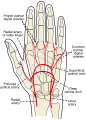 Proper palmar digital arteries