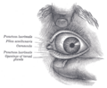 Human_eye