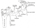 Accessory meningeal artery