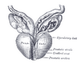 Prostate - Gray's Anatomy illustration