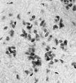 Thumbnail for version as of 02:10, 7 June 2026