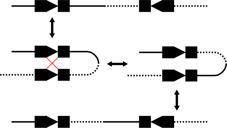 File:Cre-lox inversion.svg
