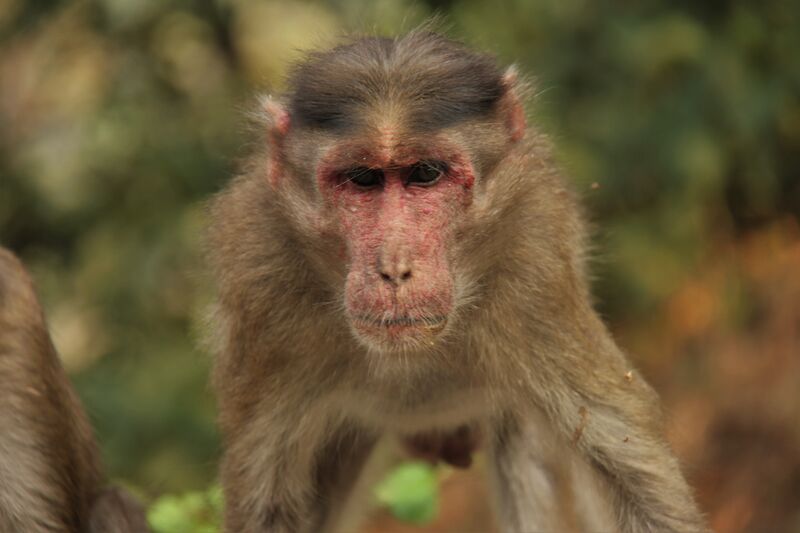 File:Monkey (Bonnet macaque).jpg