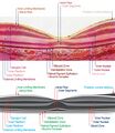 Retina