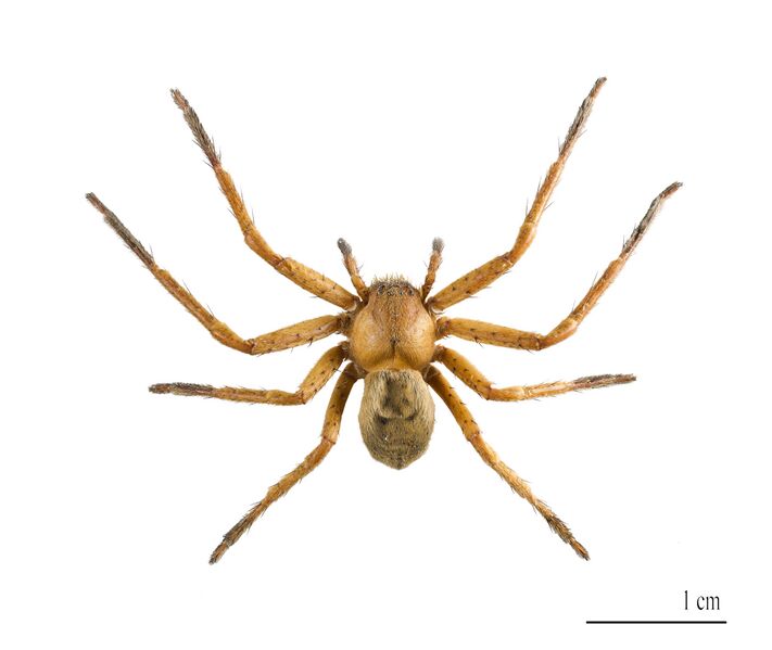 File:Olios argelasius MHNT.jpg