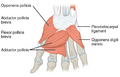 Intrinsic Muscles of the Hand (Deep)