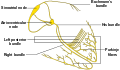 Atrioventricular_node