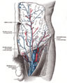 Superficial epigastric artery