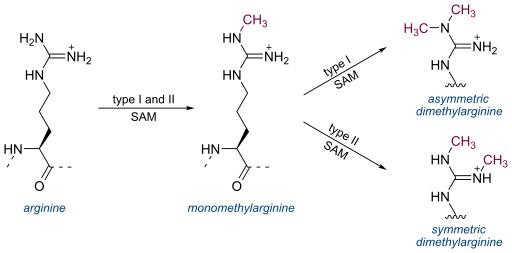 File:Arginine methylation.svg
