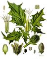 Herbal medicine