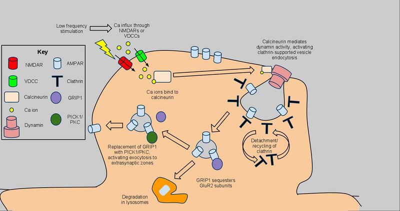 File:AMPAReceptorEndocytosis.jpg