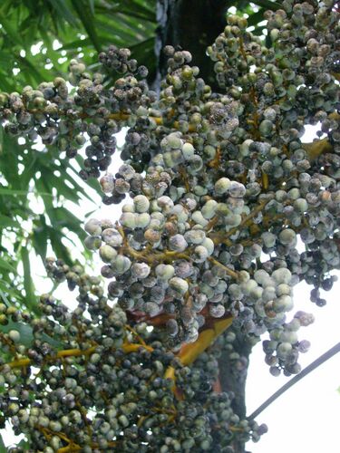 File:Arecaceae-zhejiang2005-1.JPG