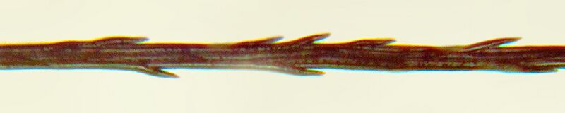 File:Dandelion pappus fiber.jpg